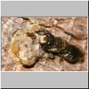 Heriades truncorum - Loecherbiene m04 6mm.jpg